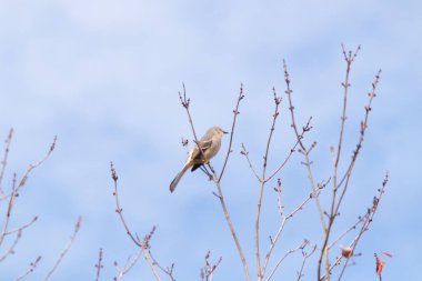 Alaycı kuş bir ağacın dallarına tünedi. Uyum sağlamak için yapılmış gri tüyler. Uzuvlar sonbahar sezonunu gösteriyor. Arka planda güzel mavi gökyüzü.