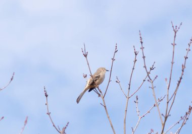 Alaycı kuş bir ağacın dallarına tünedi. Uyum sağlamak için yapılmış gri tüyler. Uzuvlar sonbahar sezonunu gösteriyor. Arka planda güzel mavi gökyüzü.
