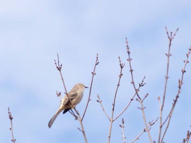 Alaycı kuş bir ağacın dallarına tünedi. Uyum sağlamak için yapılmış gri tüyler. Uzuvlar sonbahar sezonunu gösteriyor. Arka planda güzel mavi gökyüzü.
