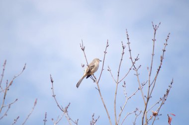 Alaycı kuş bir ağacın dallarına tünedi. Uyum sağlamak için yapılmış gri tüyler. Uzuvlar sonbahar sezonunu gösteriyor. Arka planda güzel mavi gökyüzü.