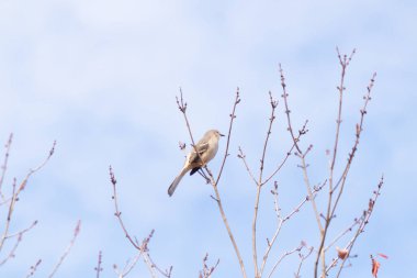Alaycı kuş bir ağacın dallarına tünedi. Uyum sağlamak için yapılmış gri tüyler. Uzuvlar sonbahar sezonunu gösteriyor. Arka planda güzel mavi gökyüzü.