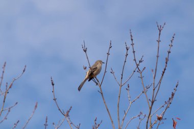 Alaycı kuş bir ağacın dallarına tünedi. Uyum sağlamak için yapılmış gri tüyler. Uzuvlar sonbahar sezonunu gösteriyor. Arka planda güzel mavi gökyüzü.