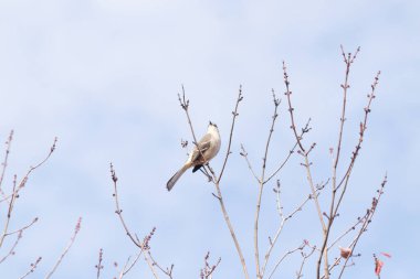 Alaycı kuş bir ağacın dallarına tünedi. Uyum sağlamak için yapılmış gri tüyler. Uzuvlar sonbahar sezonunu gösteriyor. Arka planda güzel mavi gökyüzü.