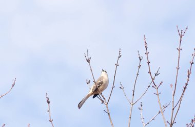 Alaycı kuş bir ağacın dallarına tünedi. Uyum sağlamak için yapılmış gri tüyler. Uzuvlar sonbahar sezonunu gösteriyor. Arka planda güzel mavi gökyüzü.