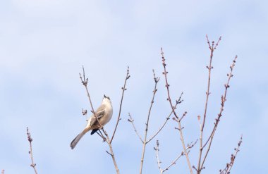 Alaycı kuş bir ağacın dallarına tünedi. Uyum sağlamak için yapılmış gri tüyler. Uzuvlar sonbahar sezonunu gösteriyor. Arka planda güzel mavi gökyüzü.