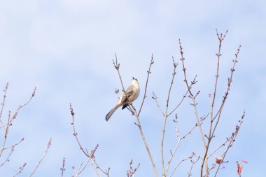 Alaycı kuş bir ağacın dallarına tünedi. Uyum sağlamak için yapılmış gri tüyler. Uzuvlar sonbahar sezonunu gösteriyor. Arka planda güzel mavi gökyüzü.