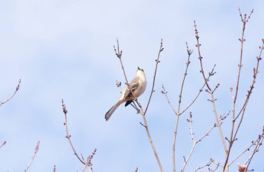 Alaycı kuş bir ağacın dallarına tünedi. Uyum sağlamak için yapılmış gri tüyler. Uzuvlar sonbahar sezonunu gösteriyor. Arka planda güzel mavi gökyüzü.