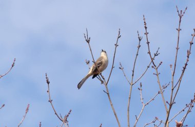 Alaycı kuş bir ağacın dallarına tünedi. Uyum sağlamak için yapılmış gri tüyler. Uzuvlar sonbahar sezonunu gösteriyor. Arka planda güzel mavi gökyüzü.
