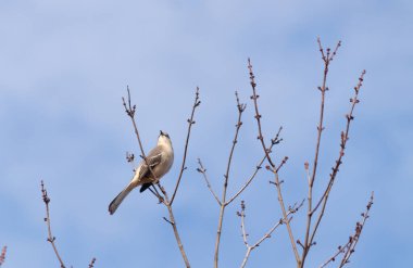 Alaycı kuş bir ağacın dallarına tünedi. Uyum sağlamak için yapılmış gri tüyler. Uzuvlar sonbahar sezonunu gösteriyor. Arka planda güzel mavi gökyüzü.