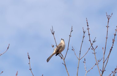 Alaycı kuş bir ağacın dallarına tünedi. Uyum sağlamak için yapılmış gri tüyler. Uzuvlar sonbahar sezonunu gösteriyor. Arka planda güzel mavi gökyüzü.