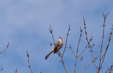 Alaycı kuş bir ağacın dallarına tünedi. Uyum sağlamak için yapılmış gri tüyler. Uzuvlar sonbahar sezonunu gösteriyor. Arka planda güzel mavi gökyüzü.