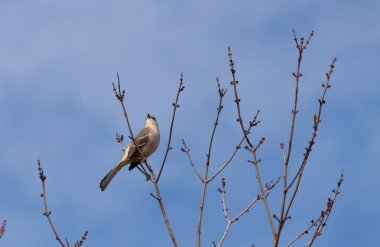 Alaycı kuş bir ağacın dallarına tünedi. Uyum sağlamak için yapılmış gri tüyler. Uzuvlar sonbahar sezonunu gösteriyor. Arka planda güzel mavi gökyüzü.