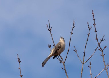 Alaycı kuş bir ağacın dallarına tünedi. Uyum sağlamak için yapılmış gri tüyler. Uzuvlar sonbahar sezonunu gösteriyor. Arka planda güzel mavi gökyüzü.