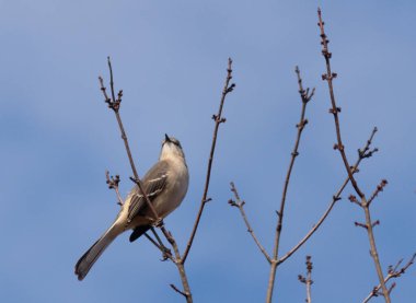 Alaycı kuş bir ağacın dallarına tünedi. Uyum sağlamak için yapılmış gri tüyler. Uzuvlar sonbahar sezonunu gösteriyor. Arka planda güzel mavi gökyüzü.
