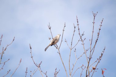 Alaycı kuş bir ağacın dallarına tünedi. Uyum sağlamak için yapılmış gri tüyler. Uzuvlar sonbahar sezonunu gösteriyor. Arka planda güzel mavi gökyüzü.