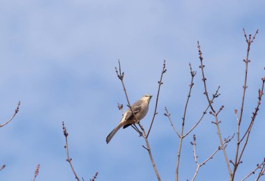 Alaycı kuş bir ağacın dallarına tünedi. Uyum sağlamak için yapılmış gri tüyler. Uzuvlar sonbahar sezonunu gösteriyor. Arka planda güzel mavi gökyüzü.