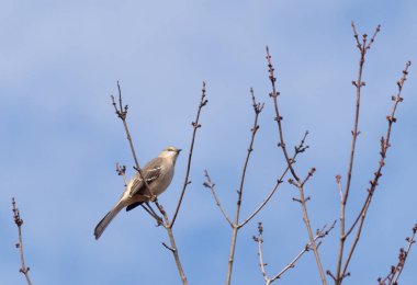 Alaycı kuş bir ağacın dallarına tünedi. Uyum sağlamak için yapılmış gri tüyler. Uzuvlar sonbahar sezonunu gösteriyor. Arka planda güzel mavi gökyüzü.