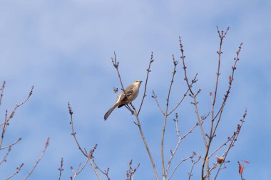 Alaycı kuş bir ağacın dallarına tünedi. Uyum sağlamak için yapılmış gri tüyler. Uzuvlar sonbahar sezonunu gösteriyor. Arka planda güzel mavi gökyüzü.