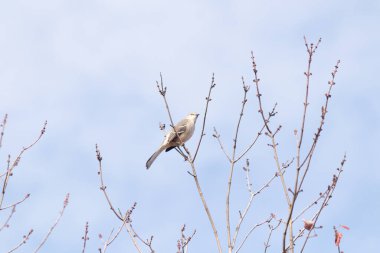Alaycı kuş bir ağacın dallarına tünedi. Uyum sağlamak için yapılmış gri tüyler. Uzuvlar sonbahar sezonunu gösteriyor. Arka planda güzel mavi gökyüzü.