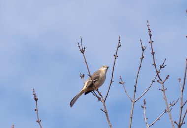 Alaycı kuş bir ağacın dallarına tünedi. Uyum sağlamak için yapılmış gri tüyler. Uzuvlar sonbahar sezonunu gösteriyor. Arka planda güzel mavi gökyüzü.