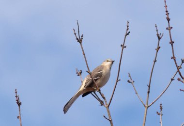 Alaycı kuş bir ağacın dallarına tünedi. Uyum sağlamak için yapılmış gri tüyler. Uzuvlar sonbahar sezonunu gösteriyor. Arka planda güzel mavi gökyüzü.