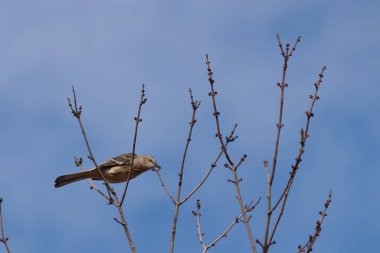 Alaycı kuş bir ağacın dallarına tünedi. Uyum sağlamak için yapılmış gri tüyler. Uzuvlar sonbahar sezonunu gösteriyor. Arka planda güzel mavi gökyüzü.