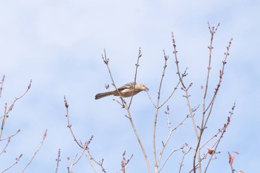 Alaycı kuş bir ağacın dallarına tünedi. Uyum sağlamak için yapılmış gri tüyler. Uzuvlar sonbahar sezonunu gösteriyor. Arka planda güzel mavi gökyüzü.