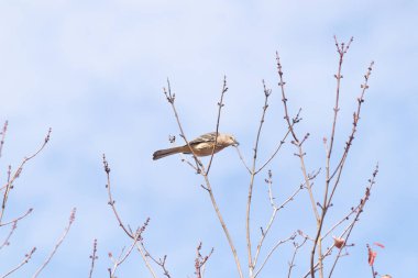 Alaycı kuş bir ağacın dallarına tünedi. Uyum sağlamak için yapılmış gri tüyler. Uzuvlar sonbahar sezonunu gösteriyor. Arka planda güzel mavi gökyüzü.