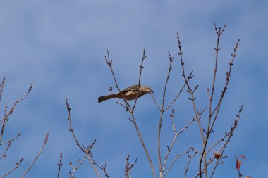 Alaycı kuş bir ağacın dallarına tünedi. Uyum sağlamak için yapılmış gri tüyler. Uzuvlar sonbahar sezonunu gösteriyor. Arka planda güzel mavi gökyüzü.