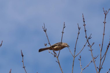 Alaycı kuş bir ağacın dallarına tünedi. Uyum sağlamak için yapılmış gri tüyler. Uzuvlar sonbahar sezonunu gösteriyor. Arka planda güzel mavi gökyüzü.