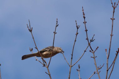 Alaycı kuş bir ağacın dallarına tünedi. Uyum sağlamak için yapılmış gri tüyler. Uzuvlar sonbahar sezonunu gösteriyor. Arka planda güzel mavi gökyüzü.