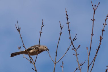 Alaycı kuş bir ağacın dallarına tünedi. Uyum sağlamak için yapılmış gri tüyler. Uzuvlar sonbahar sezonunu gösteriyor. Arka planda güzel mavi gökyüzü.