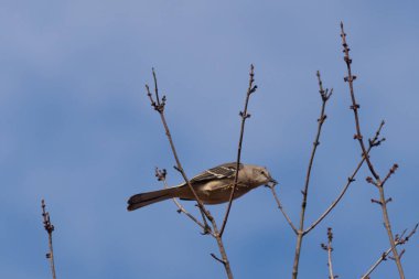 Alaycı kuş bir ağacın dallarına tünedi. Uyum sağlamak için yapılmış gri tüyler. Uzuvlar sonbahar sezonunu gösteriyor. Arka planda güzel mavi gökyüzü.