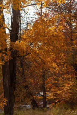 Sonbahar zamanı yapraklar güzel kahverengi, turuncu ve sarı renge dönüşür. Bu, ağacı yanıyormuş gibi gösteriyor. Sonbahar yaprakları yapraklar dökülmeden önce gerçekten göze çarpıyor..