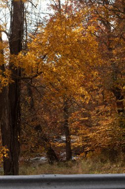 Sonbahar zamanı yapraklar güzel kahverengi, turuncu ve sarı renge dönüşür. Bu, ağacı yanıyormuş gibi gösteriyor. Sonbahar yaprakları yapraklar dökülmeden önce gerçekten göze çarpıyor..