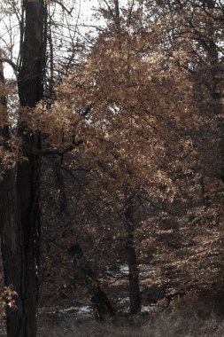 Sonbahar zamanı yapraklar güzel kahverengi, turuncu ve sarı renge dönüşür. Bu, ağacı yanıyormuş gibi gösteriyor. Sonbahar yaprakları yapraklar dökülmeden önce gerçekten göze çarpıyor..