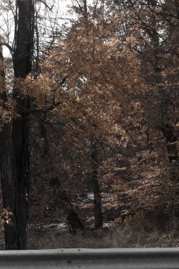 Sonbahar zamanı yapraklar güzel kahverengi, turuncu ve sarı renge dönüşür. Bu, ağacı yanıyormuş gibi gösteriyor. Sonbahar yaprakları yapraklar dökülmeden önce gerçekten göze çarpıyor..