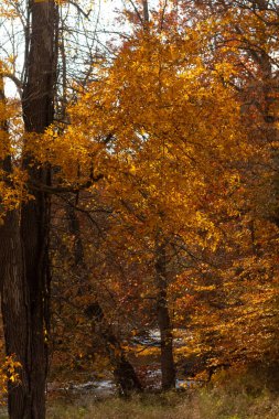 Sonbahar zamanı yapraklar güzel kahverengi, turuncu ve sarı renge dönüşür. Bu, ağacı yanıyormuş gibi gösteriyor. Sonbahar yaprakları yapraklar dökülmeden önce gerçekten göze çarpıyor..