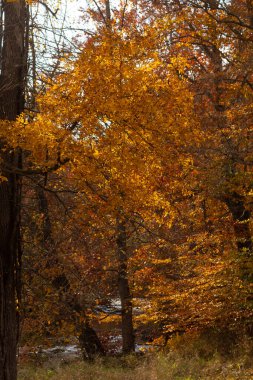Sonbahar zamanı yapraklar güzel kahverengi, turuncu ve sarı renge dönüşür. Bu, ağacı yanıyormuş gibi gösteriyor. Sonbahar yaprakları yapraklar dökülmeden önce gerçekten göze çarpıyor..