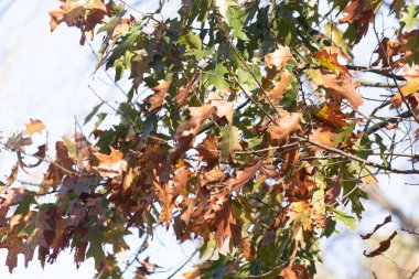 Sonbahar zamanı yapraklar güzel kahverengi, turuncu ve sarı renge dönüşür. Bu, ağacı yanıyormuş gibi gösteriyor. Sonbahar yaprakları yapraklar dökülmeden önce gerçekten göze çarpıyor..