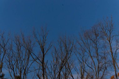 Bu güzel görüntü, gökyüzüne uzanan bir ağacın dallarını gösteriyor. Yapraksız çıplak kahverengi uzuvlar kış mevsiminin başladığını gösteriyor. Arkadaki mavi gökyüzü bulutsuz..