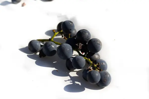 Bu güzel Concord üzümleri benim dedikodularımdan toplandı. Yuvarlak dolgun böğürtlenin koyu mor rengini seviyorum. Yeşil gövde gerçekten göze çarpıyor. Bu, beyaz bir arkaplanla çekilmiş..