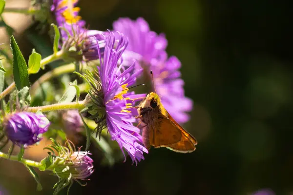 Bu küçük sevimli kelebek, bu güzel mor çiçekte nektar toplamak için görülmüş. Çiçek bir New England Aster. Bu küçük böcek büyük bir polen taşıyıcı..