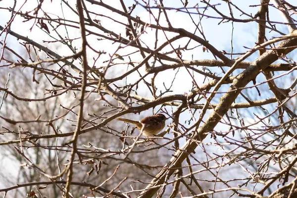 Bu sevimli küçük serçe ağaca tünemişti. Kahverengi tüylü küçük kuş saklanmaya ve güvende kalmaya çalışıyor. Bunlar ötücü kuşlar ve kulağa çok hoş geliyor. Dalların yaprakları yok..