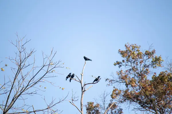 Bu güzel kargalar ağaç dallarının tepesine tünemiş oldukça rahat görünüyorlardı. Büyük siyah kuşlar genellikle cinayetlerinde birlikte kalırlar. Düşen yapraklardan uzuvlar çıplak..