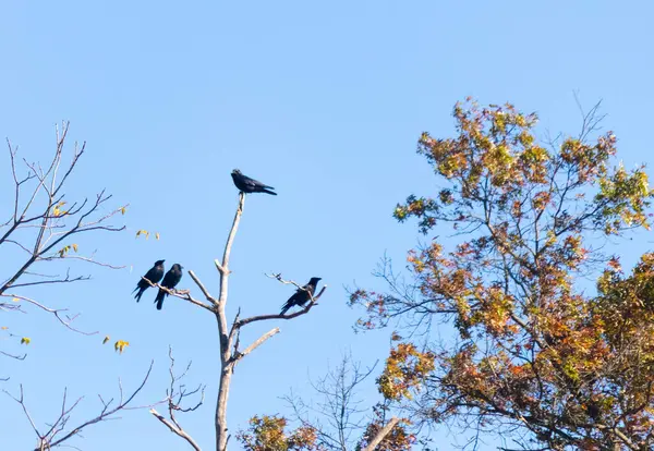 Bu güzel kargalar ağaç dallarının tepesine tünemiş oldukça rahat görünüyorlardı. Büyük siyah kuşlar genellikle cinayetlerinde birlikte kalırlar. Düşen yapraklardan uzuvlar çıplak..