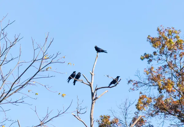 Bu güzel kargalar ağaç dallarının tepesine tünemiş oldukça rahat görünüyorlardı. Büyük siyah kuşlar genellikle cinayetlerinde birlikte kalırlar. Düşen yapraklardan uzuvlar çıplak..