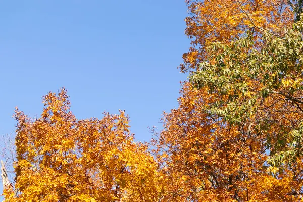 Güzel sonbahar yaprakları bu ağaçlık alanda gerçekten göze çarpıyor. Sarı ve portakallar sanki ağaçlar yanıyormuş gibi. Sonbahar geldi ve yapraklar dökülmek üzere..
