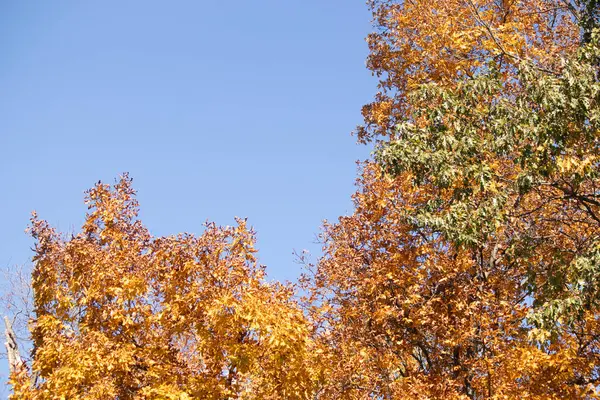 Güzel sonbahar yaprakları bu ağaçlık alanda gerçekten göze çarpıyor. Sarı ve portakallar sanki ağaçlar yanıyormuş gibi. Sonbahar geldi ve yapraklar dökülmek üzere..