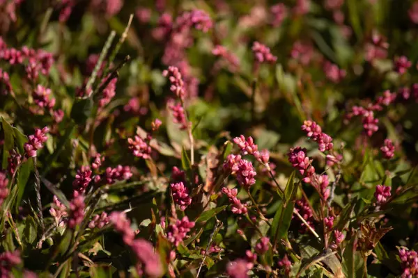 Bu uzun tüylü akıllı ot, küçük kırmızı renkleriyle oldukça güzel görünen yıllık bir çiçek bitkisidir. Bu istilacı bir tür olarak bilinir ve bir hafta içinde ele geçirilebilir. Bunlar yamalar halinde büyür..